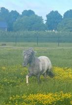Ontzettend mooie betrouwbare merrie, 3 jaar fewspot,drachtig, Merrie, Niet van toepassing, A pony (tot 1.17m), 3 tot 6 jaar