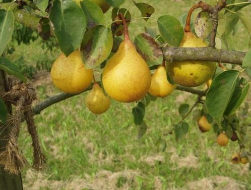 Gezocht: Köttelpeer, keutelpeer, zwienekeutelpeer, Tuin en Terras, Planten | Fruitbomen, Perenboom, Ophalen