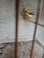 Te koop mooie man Kanarie, Dieren en Toebehoren, Mannelijk, Kleurkanarie