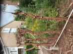 Stammen van coniferen, Tuin en Terras, Haardhout, Minder dan 3 m³, Ophalen of Verzenden, Overige houtsoorten