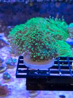 Druifjeskoraal Ultra green, Dieren en Toebehoren, Vissen | Aquariumvissen, Overige typen