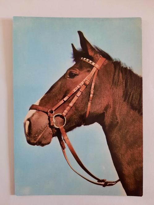 paard paarden kaart Poppverlag, Verzamelen, Ansichtkaarten | Dieren, Ongelopen, 1980 tot heden, Paard, Ophalen
