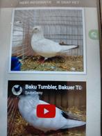 Hoogvliegers baku tuimelaar te, Dieren en Toebehoren, Vogels | Duiven, Meerdere dieren