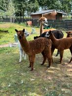 Heel mooi alpaca hengst veulen, Dieren en Toebehoren, Maart, Mannelijk