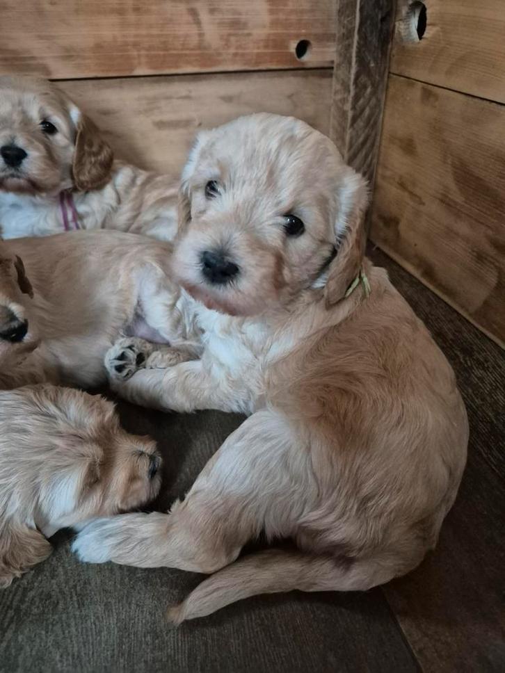 Labradoodle multigen pups, Dieren en Toebehoren, Honden | Retrievers, Spaniëls en Waterhonden, Teef, Overige rassen, Fokker | Professioneel