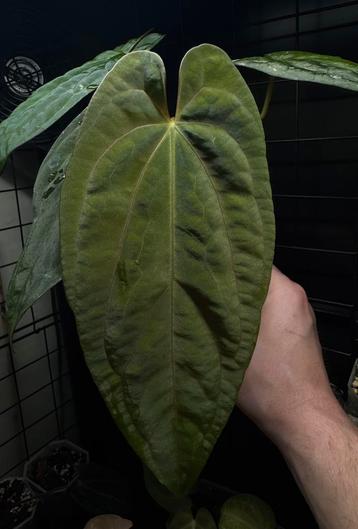 Anthurium Papillilaminum Fort Sherman beschikbaar voor biedingen