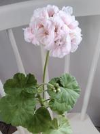 Stek Zweedse pelargonium Mårbacka Selma Lagerlöf geranium

G, Huis en Inrichting, Kamerplanten, Verzenden, Overige soorten, Minder dan 100 cm