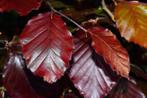 Rode beukenhaag - Fagus sylvatica 'Atropunicea' - Beuk rood, Ophalen of Verzenden, Beukenhaag, 100 tot 250 cm