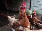 7 Bruine Legkippen, Dieren en Toebehoren, Pluimvee, Vrouwelijk, Kip