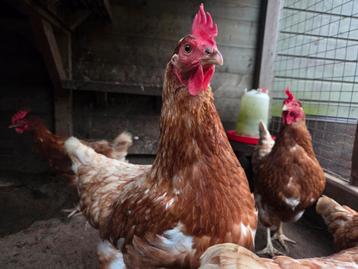 7 Bruine Legkippen  beschikbaar voor biedingen