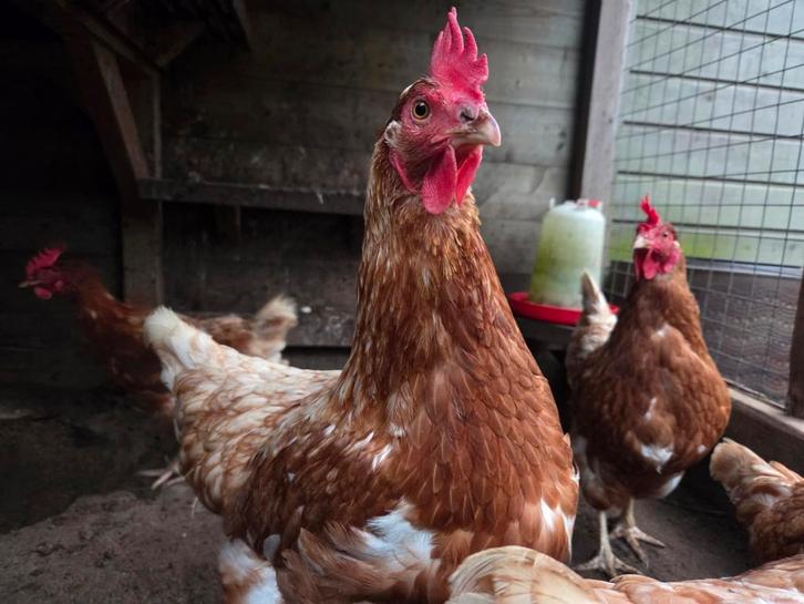 7 Bruine Legkippen, Dieren en Toebehoren, Pluimvee, Kip, Vrouwelijk
