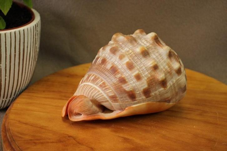 Schelp : Cassis Rufa Cameo, Verzamelen, Mineralen en Fossielen, Schelp(en), Ophalen of Verzenden