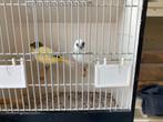 Gloster kanaries, Dieren en Toebehoren, Vogels | Kanaries, Meerdere dieren, Postuurkanarie