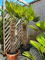 Palmboom Trachycarpus wagnerianus 120/140 cm cm Stamhoogte, Tuin en Terras, Planten | Bomen, 100 tot 250 cm, Zomer, Palmboom, Ophalen