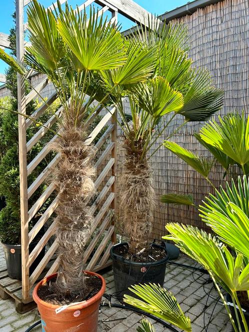 Palmboom Trachycarpus wagnerianus 120/140 cm cm Stamhoogte, Tuin en Terras, Planten | Bomen, Palmboom, 100 tot 250 cm, Volle zon