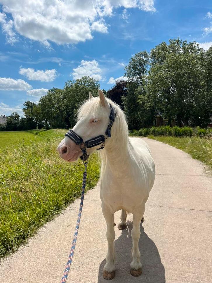 Lieve c-pony te koop, Dieren en Toebehoren, Pony's, Merrie, C pony (1.27m tot 1.37m), Recreatiepony, 7 tot 10 jaar, Gechipt, Ingeënt