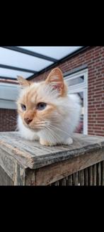Wie heeft Liefde en Tijd om dit lieve mannetje in huis te ne, Dieren en Toebehoren, Katten en Kittens | Raskatten | Langhaar, Kater