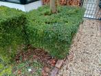 Buxus 60 cm hoog, 12 stuks, gratis, Tuin en Terras, Planten | Bomen, Bloeit niet, Overige soorten, Minder dan 100 cm, Ophalen