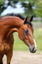 4 jarige merrie, a 172 allround gefokt, maatje v het leven.., Dieren en Toebehoren, Paarden, Merrie, Gechipt, Dressuurpaard, Onbeleerd