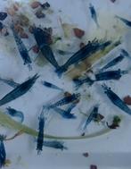 Blauwe Garnalen, Dieren en Toebehoren, Vissen | Aquariumvissen, Kreeft, Krab of Garnaal