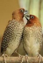 Aanbieidng Prachtige Koppels Muskaatvinken, Dieren en Toebehoren, Vogels | Overige Vogels, Meerdere dieren, Tropenvogel