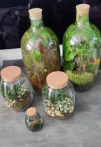 Ecosysteem planten terrarium in vaas met kurk vanaf € 10,-, Huis en Inrichting, Kamerplanten, Ophalen, Overige soorten, Minder dan 100 cm