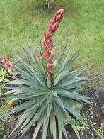 Yucca gloriosa (Palmlelie), Tuin en Terras, Bloembollen en Zaden, Ophalen of Verzenden, Gehele jaar, Volle zon, Bloembol
