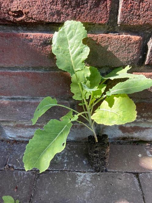 Eetbare planten voor tuin permacultuur voedselbos, Tuin en Terras, Planten | Fruitbomen, Overige soorten, Minder dan 100 cm, Zomer