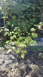 Japanse wijnbes te koop - Struikje met kluit, Ophalen, Bloeit niet, Vaste plant, Fruitplanten