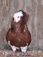 Kapucijners, Dieren en Toebehoren, Vogels | Duiven, Mannelijk, Overige soorten