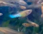 Endler guppen japan blue blond 20 stuks 10 koppels, Vis