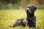 Dekreu field trial labrador, Rabiës (hondsdolheid), 3 tot 5 jaar, Labrador retriever, Reu