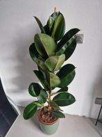 Planten, Huis en Inrichting, Kamerplanten, Ophalen, Ficus, Halfschaduw