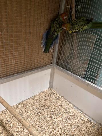 Rosella - prachtrosella beschikbaar voor biedingen