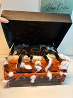 Sinterklaas surprise Spin, Ophalen of Verzenden, Zo goed als nieuw