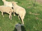 Nolana fokooien, Vrouwelijk, Schaap