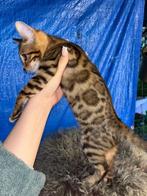 bengaalse kittens 3 maanden, Meerdere dieren, Kortharig, 0 tot 2 jaar