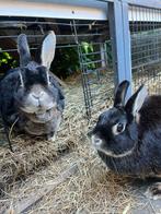 2 lieve konijnen zoeken een nieuw thuis, Dieren en Toebehoren, Meerdere dieren