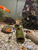 zwaardragers koi, Dieren en Toebehoren, Vis, Zoetwatervis, Schoolvis