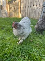 Orpington kriel haantje, Dieren en Toebehoren, Pluimvee, Mannelijk, Kip