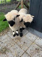 Nog 2 walliser schwarznase bokjes te koop, Dieren en Toebehoren, Schapen, Geiten en Varkens, Mannelijk, Geit