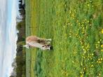 paardenmest ongeveer 6m3 per 2 mnd, Ophalen