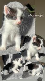 Kittens half ragdoll NOG 1 KATER BESCHIKBAAR, Dieren en Toebehoren, Katten en Kittens | Overige Katten, Meerdere dieren, Kortharig