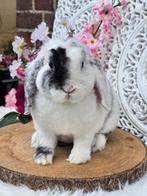Knappe, lieve rex hangoordwerg ram, Dieren en Toebehoren, Mannelijk, Dwerg, Hangoor, 0 tot 2 jaar
