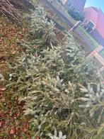 Gratis af tr halen - dennen takken, Tuin en Terras, Ophalen, Bloeit niet, Volle zon, Overige soorten