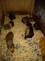 Jonge cavia's beertjes, Dieren en Toebehoren, April, Mannelijk, Cavia