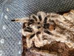 Brachypelma Albopilosus, Dieren en Toebehoren, Insecten en Spinnen, Spin of Schorpioen