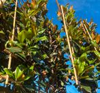 Magnolia grandiflora leibomen | Groenblijvend, Tuin en Terras, Halfschaduw, Lente, 100 tot 250 cm, Overige soorten