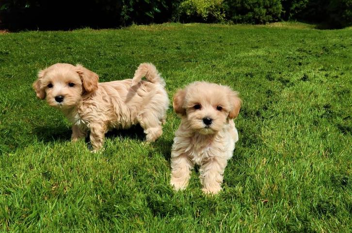 Mooie kleinblijvende Maltipoo pups te koop, Dieren en Toebehoren, Honden | Chihuahua's en Gezelschapshonden, Meerdere dieren, Poedel