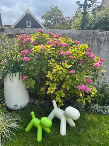 Schitterende roze hortensia. 30+ jaar, 160cm beschikbaar voor biedingen